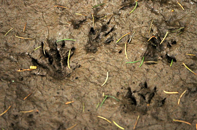 Erinaceus.europaeus.tracks
